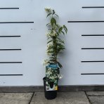 Jazmín vonný (Trachelospermum jasminoides) - výška 30-60 cm, kont. C1L
